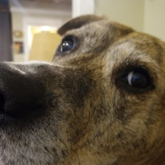 Meet your Posher, Tom - Picture 1 of 1